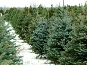 卡尔加里圣诞树也得靠抢了？圣诞产品供不应求，即将面临短缺局面！