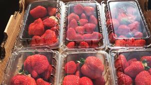 大棚种植草莓可望让卡城人受益