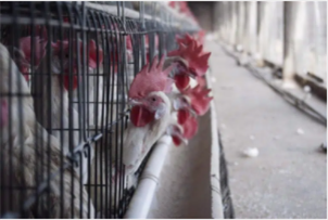 食检局：阿省家禽养殖场发现禽流感