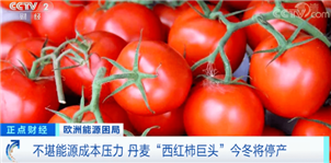 15年来首次，这个国家“西红柿巨头”停产