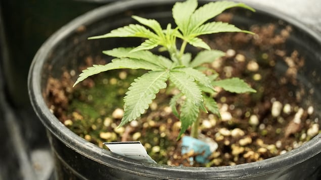 最高法院判决：魁北克省政府有权禁止家庭种植大麻